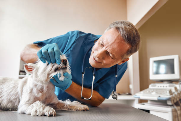 Best Emergency Dental Care for Abscessed Tooth in Sandwich, IL